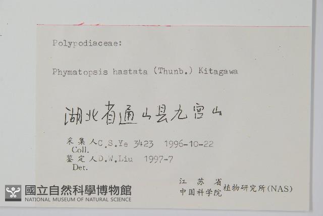 金雞腳藏品圖，第1張