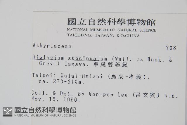 單葉雙蓋蕨藏品圖，第2張