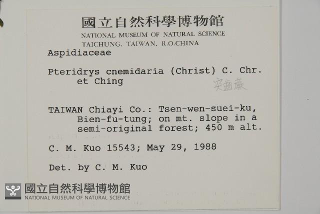 長柄牙蕨藏品圖，第2張