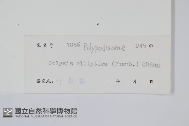 橢圓線蕨藏品圖，第2張