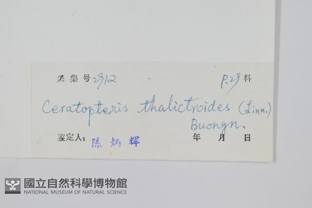 水蕨藏品圖，第2張