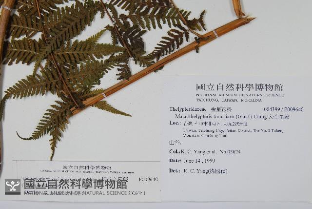 粗毛金星蕨藏品圖，第2張