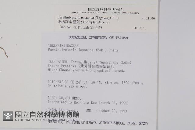 栗柄副金星蕨藏品圖，第2張