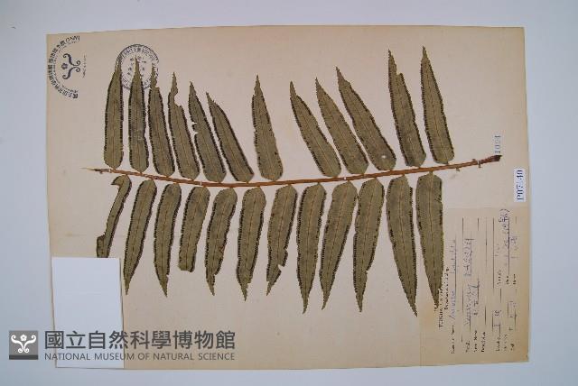 觀音座蓮藏品圖，第1張