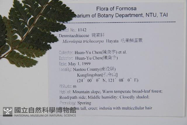 毛果鱗蓋蕨藏品圖，第2張