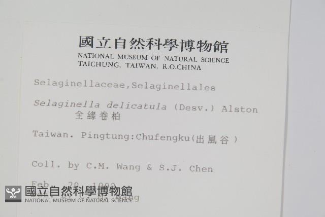 全緣卷柏藏品圖，第2張