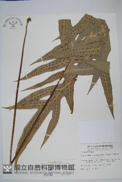 海岸擬茀蕨、海岸星蕨藏品圖，第1張