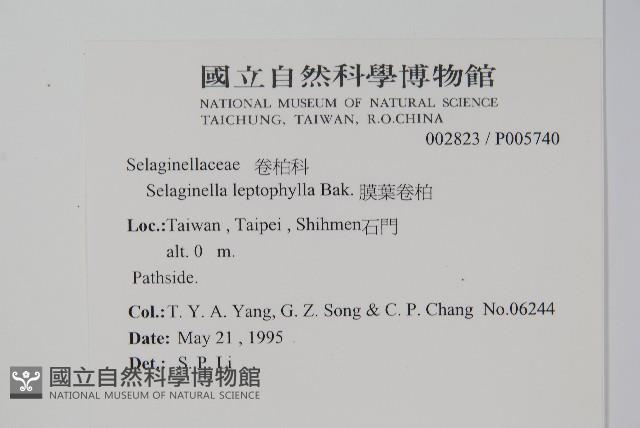 膜葉卷柏藏品圖，第2張