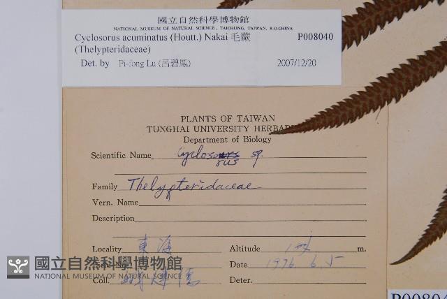 毛蕨藏品圖，第2張