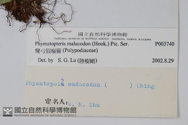 彎弓假瘤蕨藏品圖，第2張