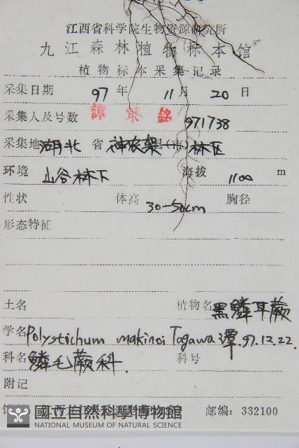 黑鱗耳蕨藏品圖，第2張