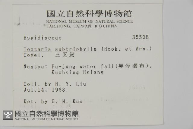 三叉蕨藏品圖，第2張