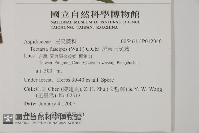 屏東三叉蕨藏品圖，第2張