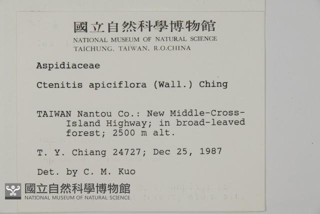 頂囊肋毛蕨藏品圖，第2張