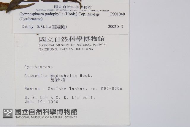 黑桫蕨藏品圖，第2張