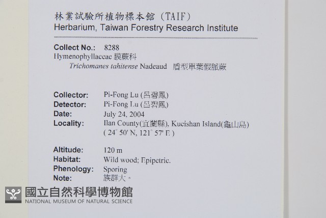 盾形單葉假脈蕨藏品圖，第2張