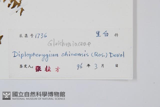 中華裡白藏品圖，第2張