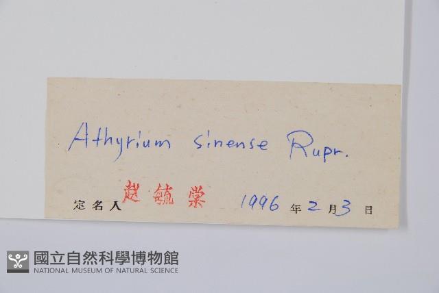 狹葉蹄蓋蕨藏品圖，第2張