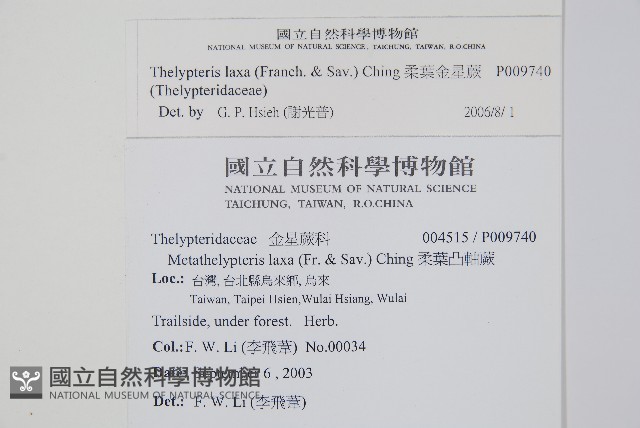 柔葉金星蕨藏品圖，第2張