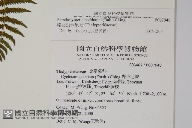 縮羽副金星蕨藏品圖，第2張