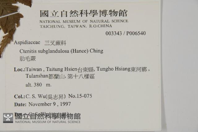 肋毛蕨藏品圖，第2張