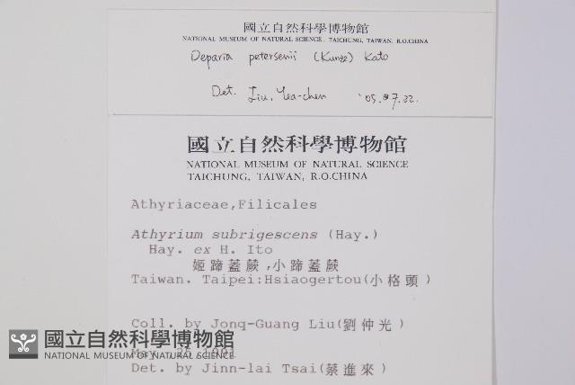 假蹄蓋蕨、東洋蹄蓋蕨藏品圖，第2張