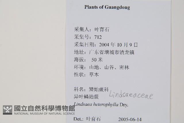 異葉鱗始蕨藏品圖，第2張