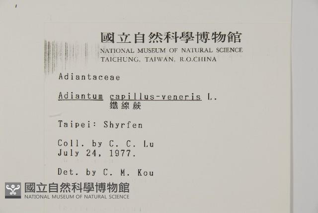 鐵線蕨藏品圖，第2張