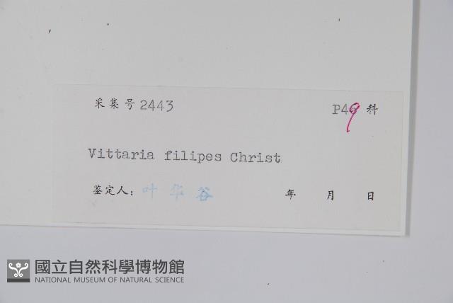 紐柄書帶蕨藏品圖，第2張