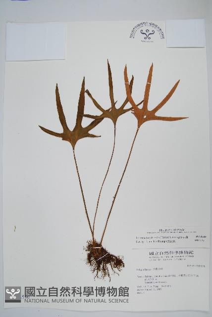 槭葉石葦藏品圖，第1張