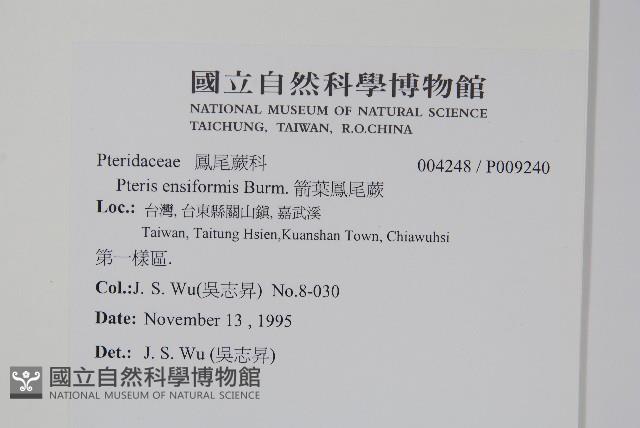 箭葉鳳尾蕨藏品圖，第2張