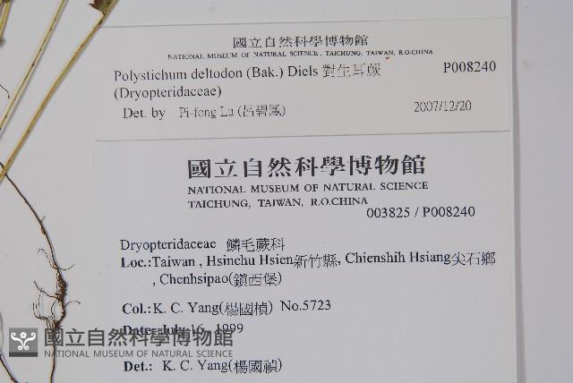 對生耳蕨藏品圖，第2張