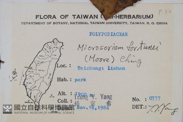 大星蕨藏品圖，第2張