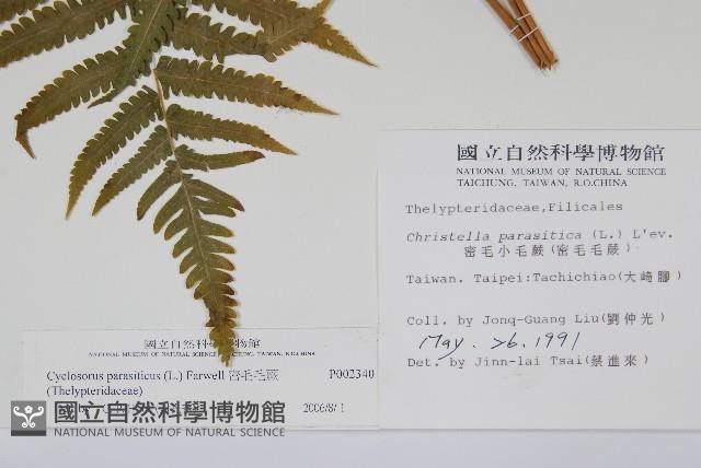 密毛毛蕨藏品圖，第2張