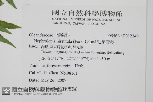 毛葉腎蕨藏品圖，第2張