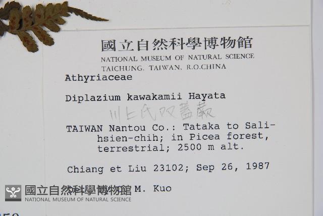 川上氏雙蓋蕨藏品圖，第2張