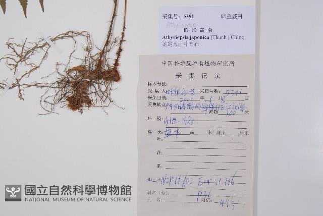 假蹄蓋蕨藏品圖，第1張