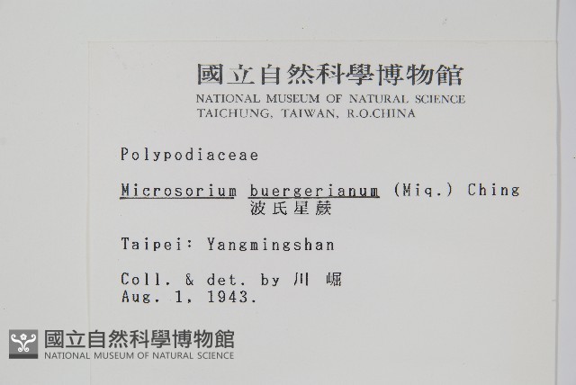 波氏星蕨藏品圖，第2張