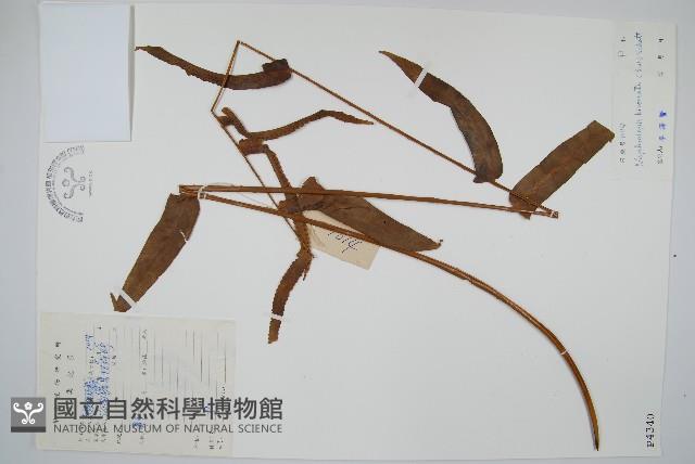 長葉腎蕨藏品圖，第1張