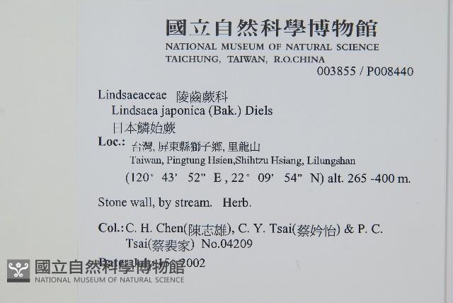 日本鱗始蕨藏品圖，第2張