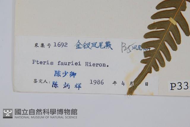 傅氏鳳尾蕨藏品圖，第2張