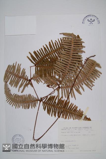 芒萁藏品圖，第1張