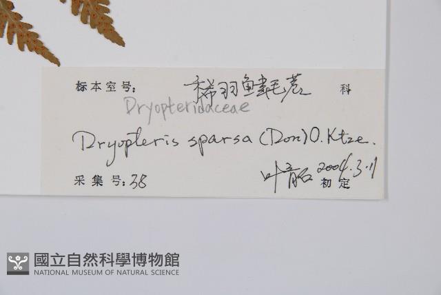 長葉鱗毛蕨藏品圖，第2張