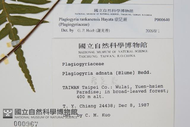 瘤足蕨藏品圖，第2張