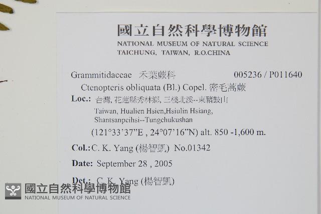 密毛蒿蕨藏品圖，第2張