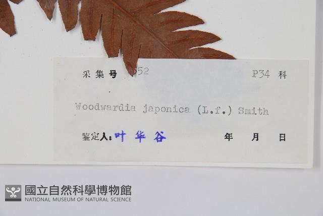 日本狗脊蕨藏品圖，第2張