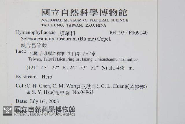 線片長筒蕨藏品圖，第2張