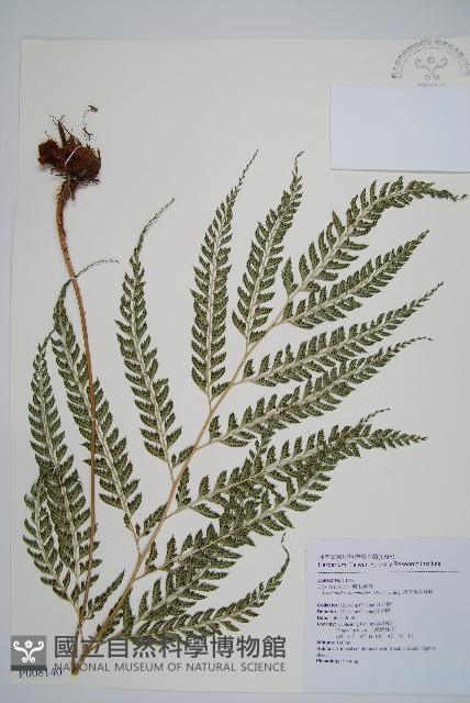 斜方複葉耳蕨藏品圖，第1張