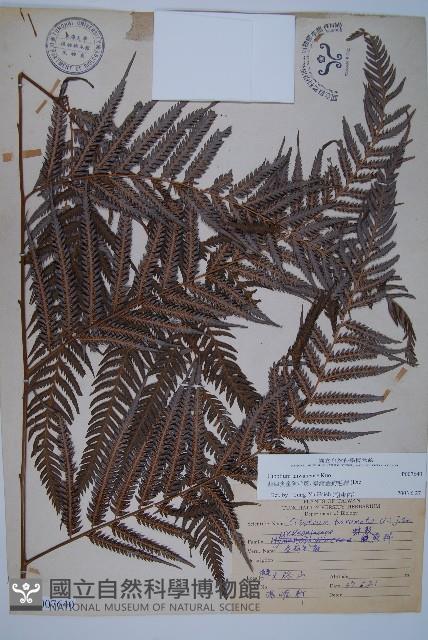 臺灣金狗毛蕨藏品圖，第1張