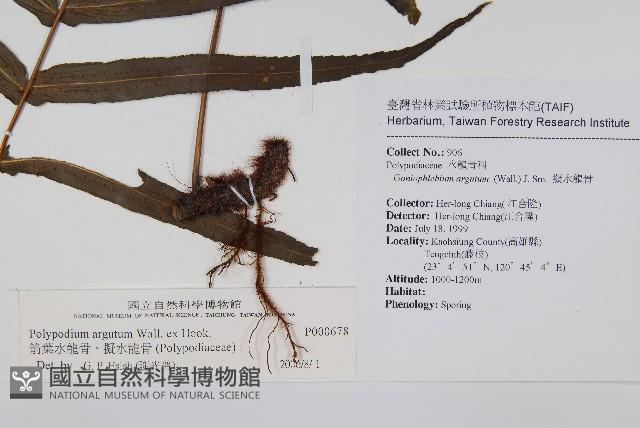 箭葉水龍骨、擬水龍骨藏品圖，第2張